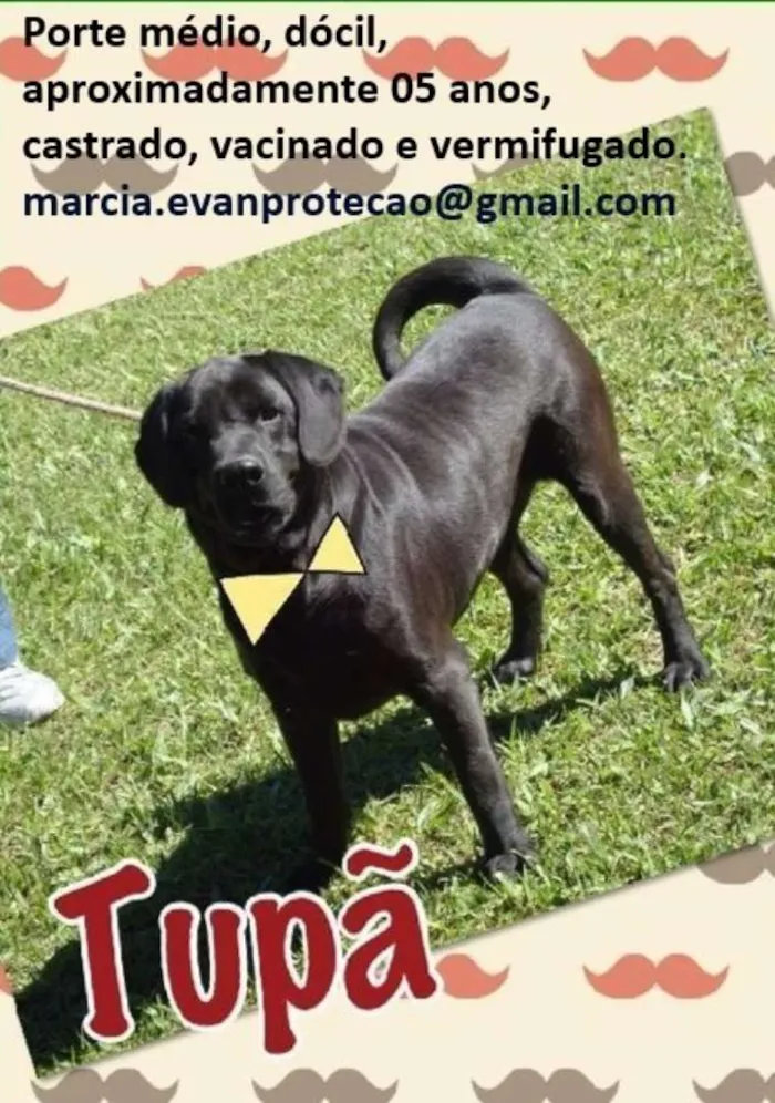 Cachorro ra a SRD idade 5 anos nome Tupã