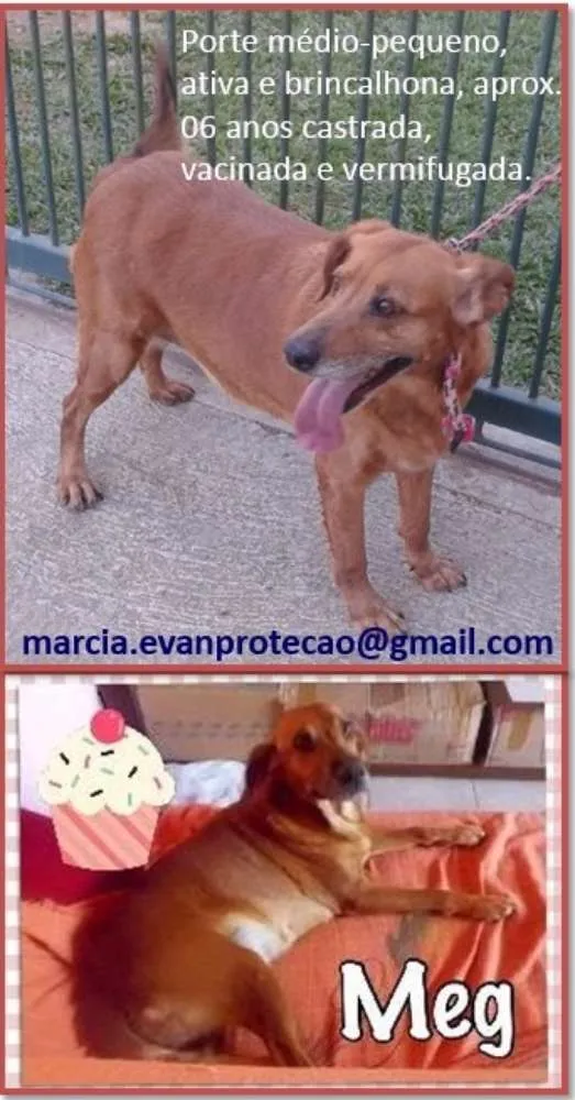 Cachorro ra a SRD idade 6 ou mais anos nome Meg
