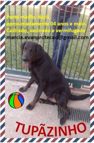 Cachorro raça SRD idade 4 anos nome Tupanzinho