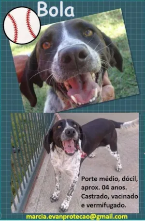 Cachorro raça SRD idade 4 anos nome Bola