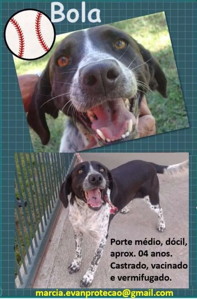 Cachorro ra a SRD idade 4 anos nome Bola