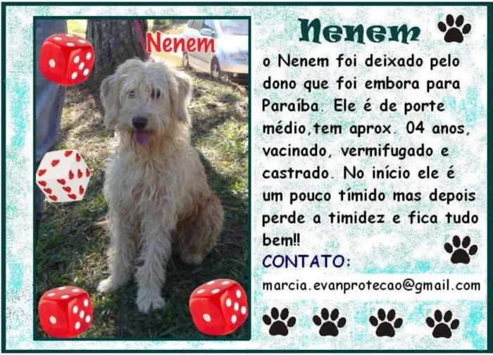 Cachorro ra a SRD idade 4 anos nome Nenem