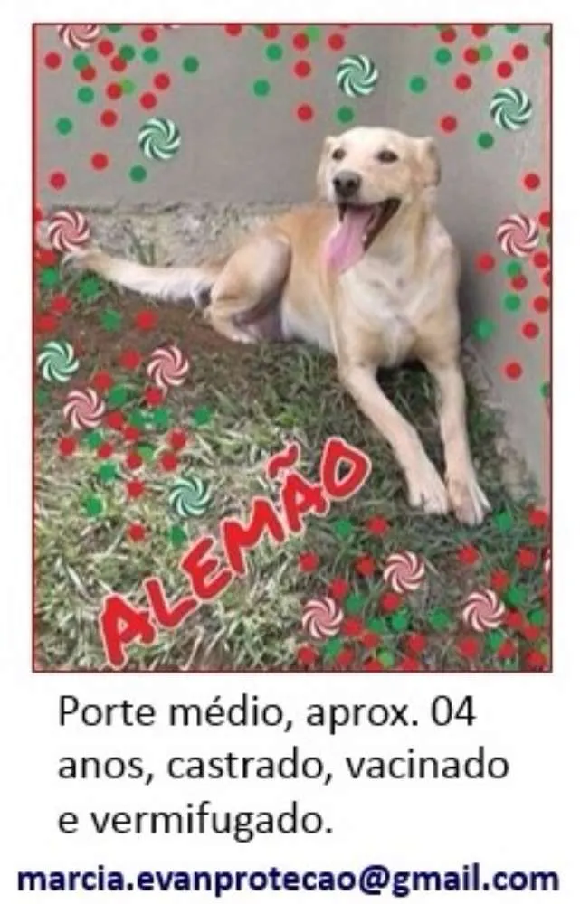 Cachorro ra a SRD idade 4 anos nome Alemão