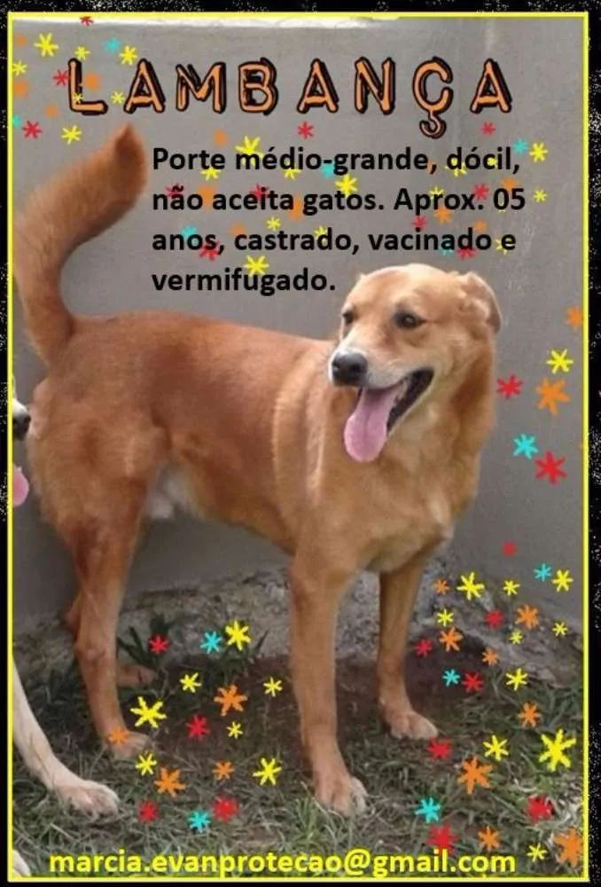 Cachorro ra a SRD idade 5 anos nome Lambança