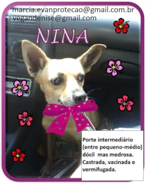 Cachorro raça SRD idade 5 anos nome Nina