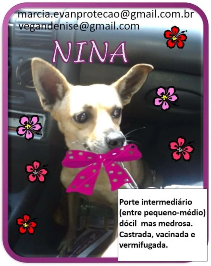 Cachorro raça SRD idade 5 anos nome Nina
