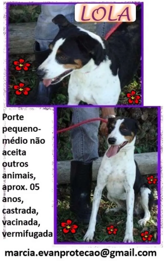 Cachorro ra a SRD idade 5 anos nome Lolla