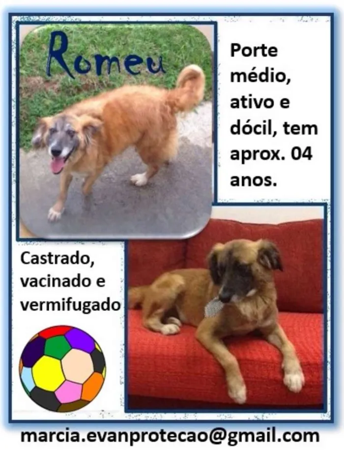 Cachorro ra a SRD idade 4 anos nome Romeu