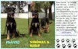 Ralf, Vitória e Flávio
