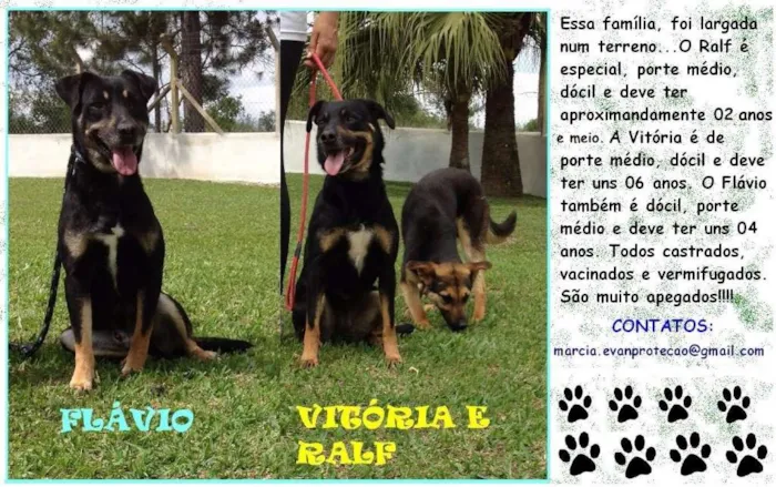 Cachorro ra a SRD idade 5 anos nome Ralf, Vitória e Flávio
