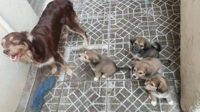 Cachorro raça indefinida idade 2 a 6 meses nome sem nomes