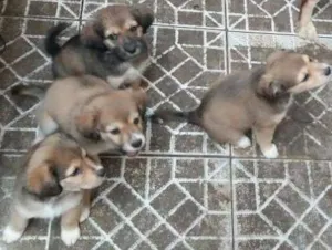 Cachorro raça indefinida idade 2 a 6 meses nome sem nomes