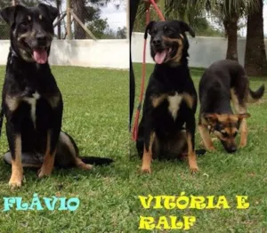 Cachorro raça SRD idade 5 anos nome Ralf, Vitória e Flávio