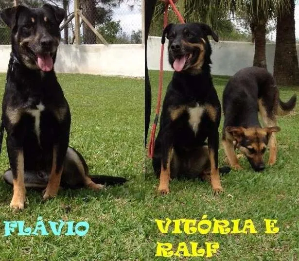 Cachorro ra a SRD idade 5 anos nome Ralf, Vitória e Flávio