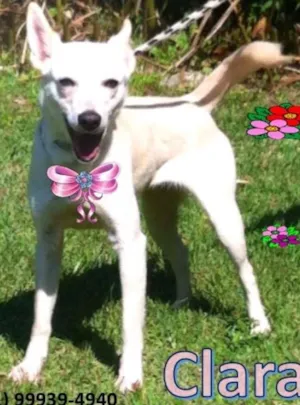 Cachorro raça SRD idade 2 anos nome Clara