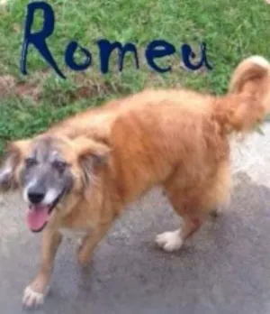 Cachorro raça SRD idade 4 anos nome Romeu