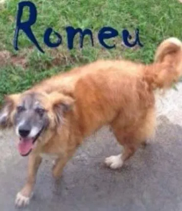Cachorro ra a SRD idade 4 anos nome Romeu