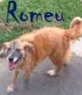 Romeu