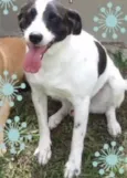Cachorro raça SRD idade 4 anos nome Branco