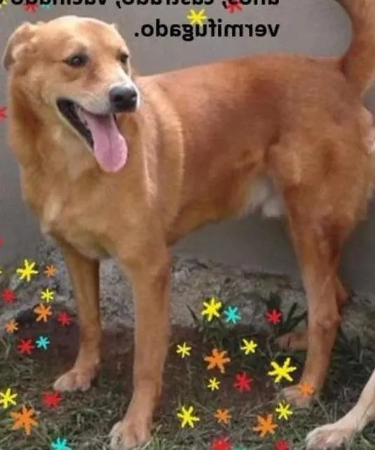 Cachorro ra a SRD idade 5 anos nome Lambança