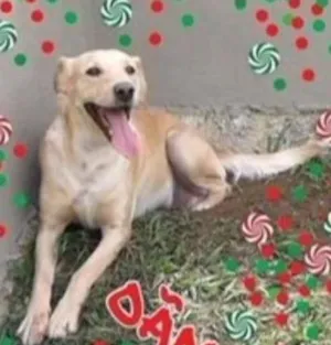 Cachorro raça SRD idade 4 anos nome Alemão