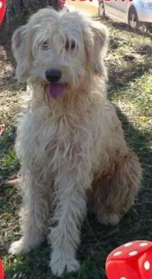 Cachorro raça SRD idade 4 anos nome Nenem