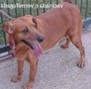 Cachorro raça SRD idade 6 ou mais anos nome Meg