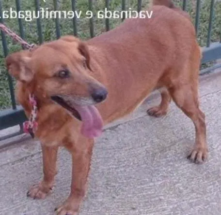 Cachorro ra a SRD idade 6 ou mais anos nome Meg