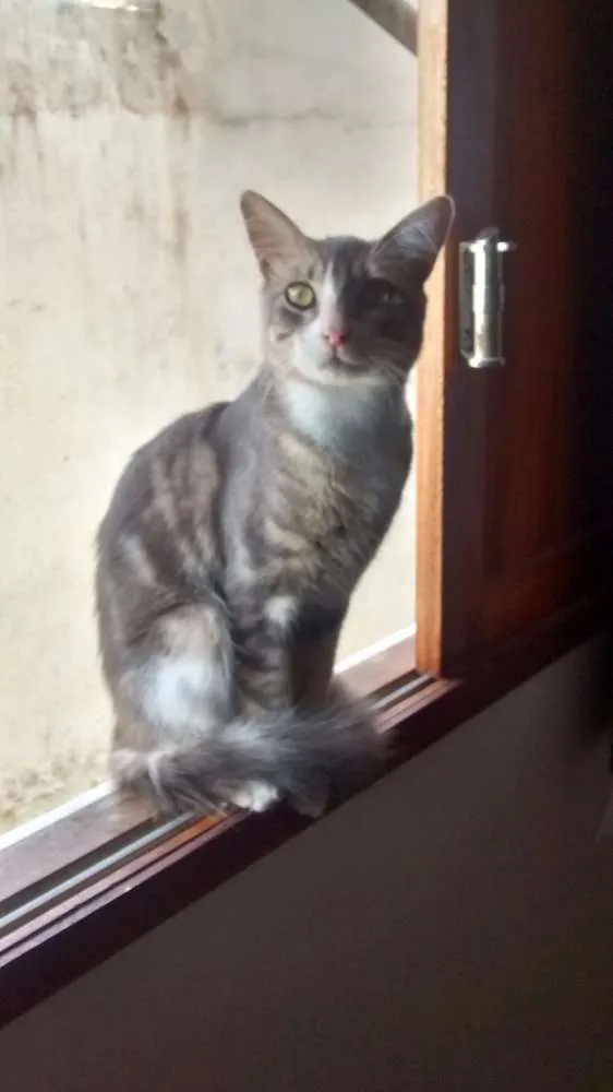 Gato raça ND idade 1 ano nome Jubileu