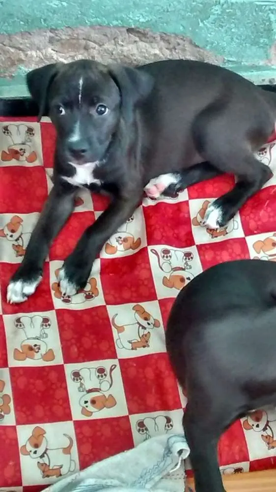 Cachorro ra a Vira Lata idade 2 a 6 meses nome Sem nome