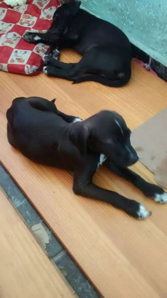 Cachorro ra a Vira Lata idade 2 a 6 meses nome Sem nome