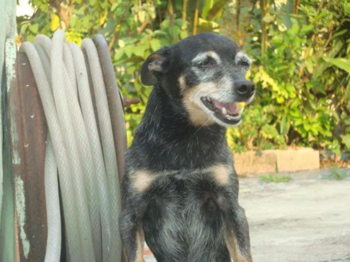 Cachorro ra a pinscher idade 6 ou mais anos nome Bingo