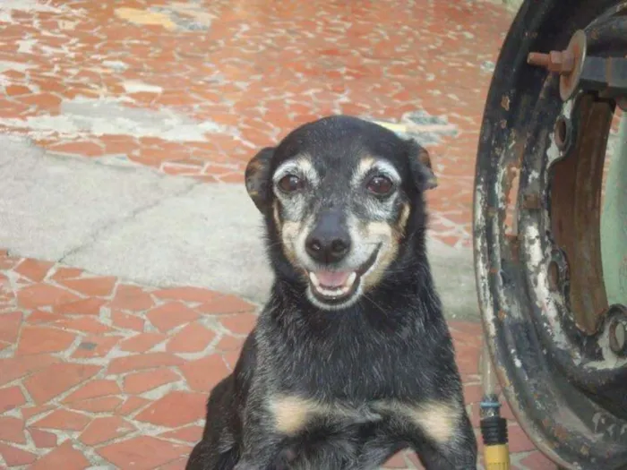 Cachorro ra a pinscher idade 6 ou mais anos nome Bingo