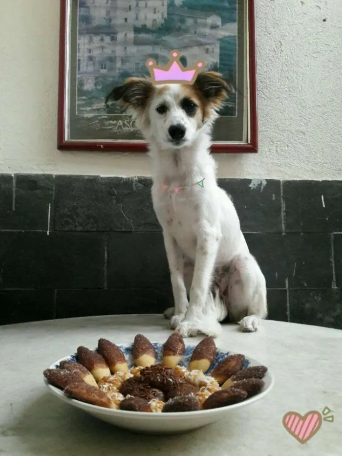 Cachorro raça Vira Lata idade 2 a 6 meses nome Dora