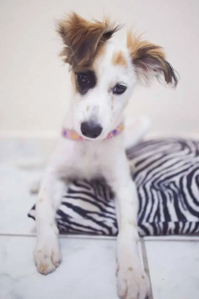 Cachorro raça Vira Lata idade 2 a 6 meses nome Dora