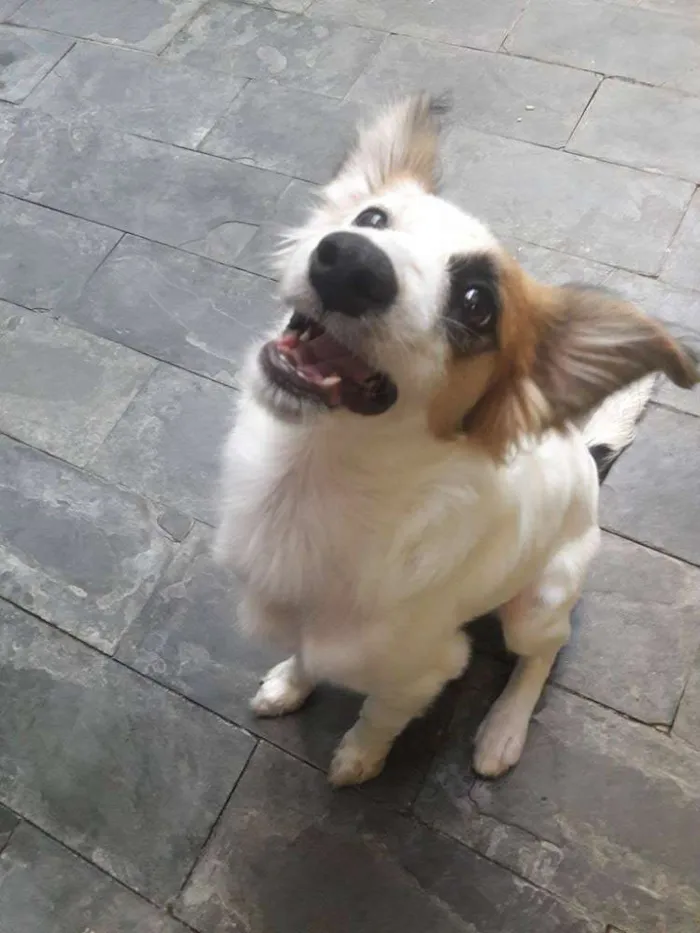 Cachorro raça Vira Lata idade 2 a 6 meses nome Dora