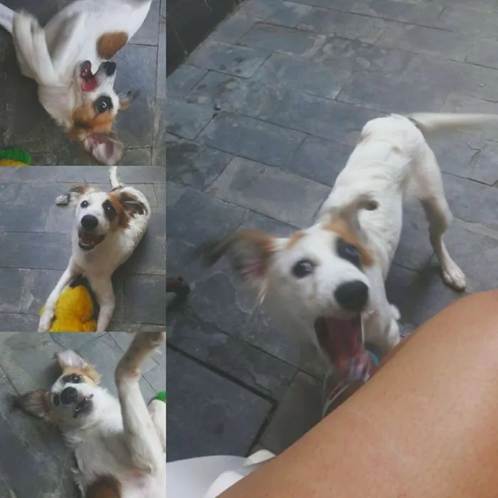 Cachorro raça Vira Lata idade 2 a 6 meses nome Dora