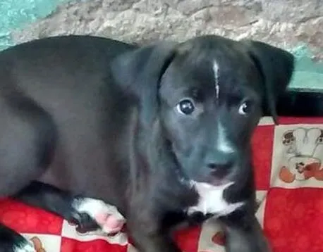 Cachorro ra a Vira Lata idade 2 a 6 meses nome Sem nome