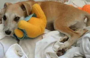 Cachorro raça Vira lata idade 2 a 6 meses nome Almofadinhas