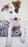 Dora
