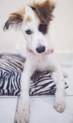 Cachorro raça Vira Lata idade 2 a 6 meses nome Dora