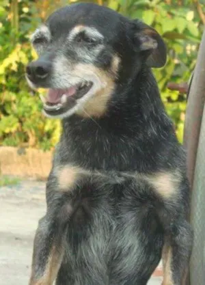 Cachorro raça pinscher idade 6 ou mais anos nome Bingo