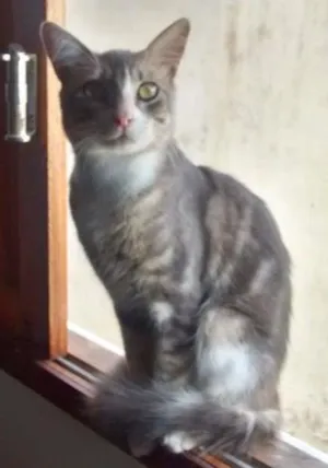 Gato raça ND idade 1 ano nome Jubileu