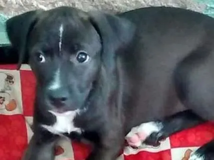 Cachorro ra a Vira Lata idade 2 a 6 meses nome Sem nome