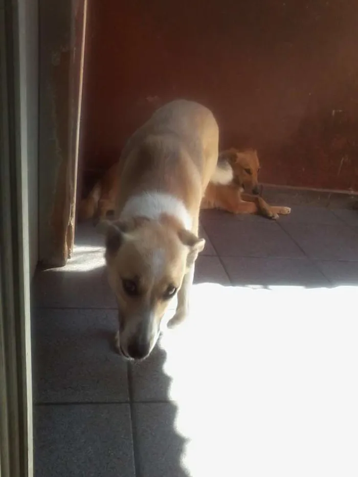 Cachorro ra a Srd idade 3 anos nome Loirinha e princesa
