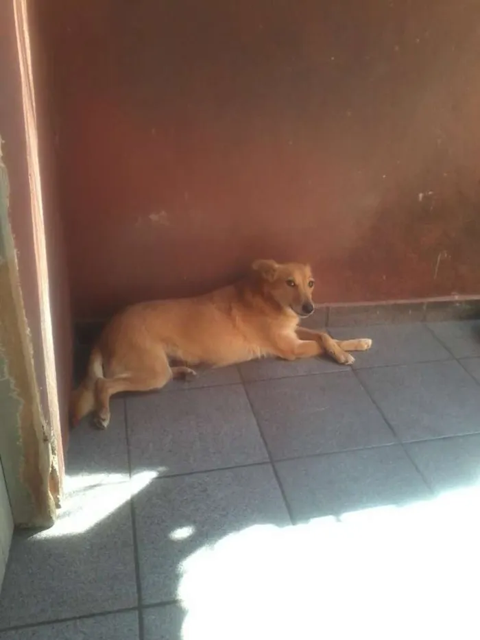 Cachorro ra a Srd idade 3 anos nome Loirinha e princesa