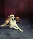 Loirinha e princesa