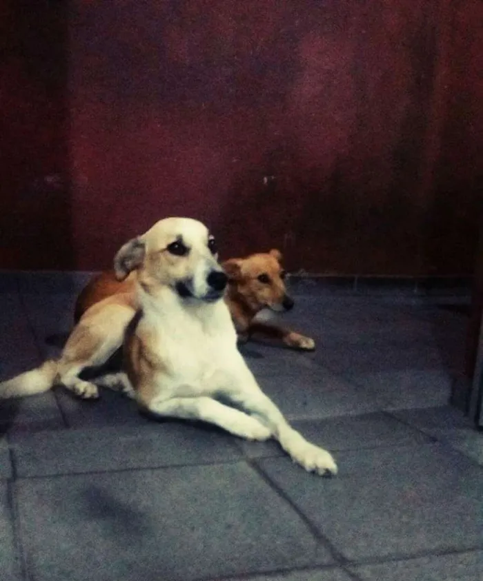 Cachorro ra a Srd idade 3 anos nome Loirinha e princesa