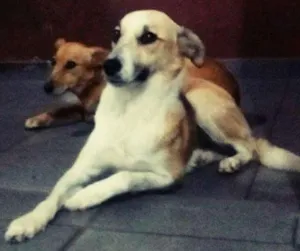 Cachorro raça Srd idade 3 anos nome Loirinha e princesa