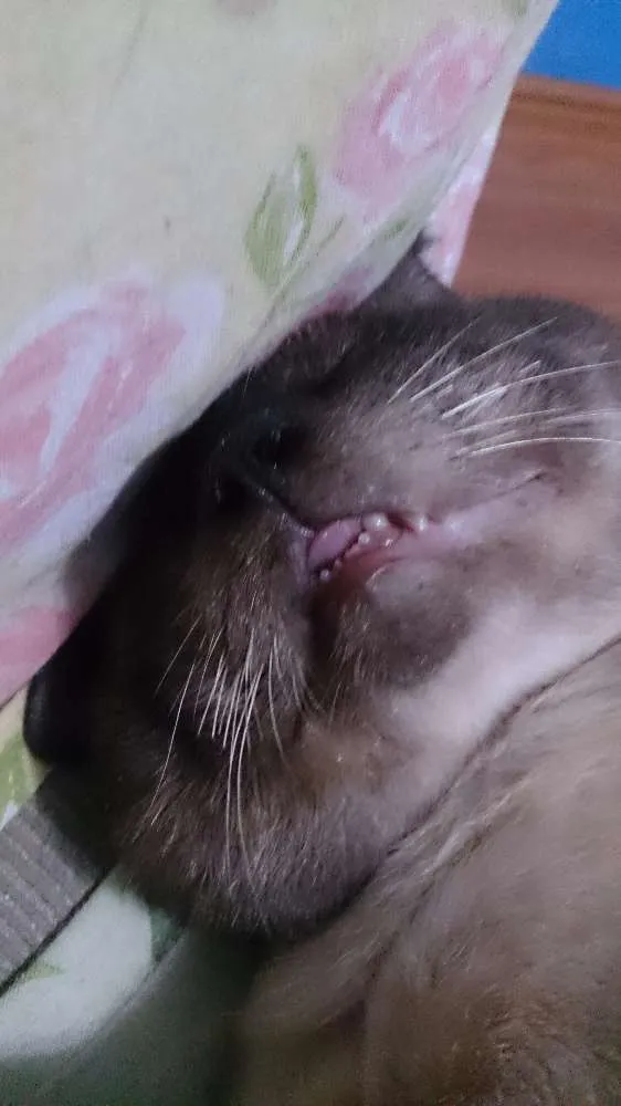 Gato ra a Vira lata siames idade 6 ou mais anos nome Joe